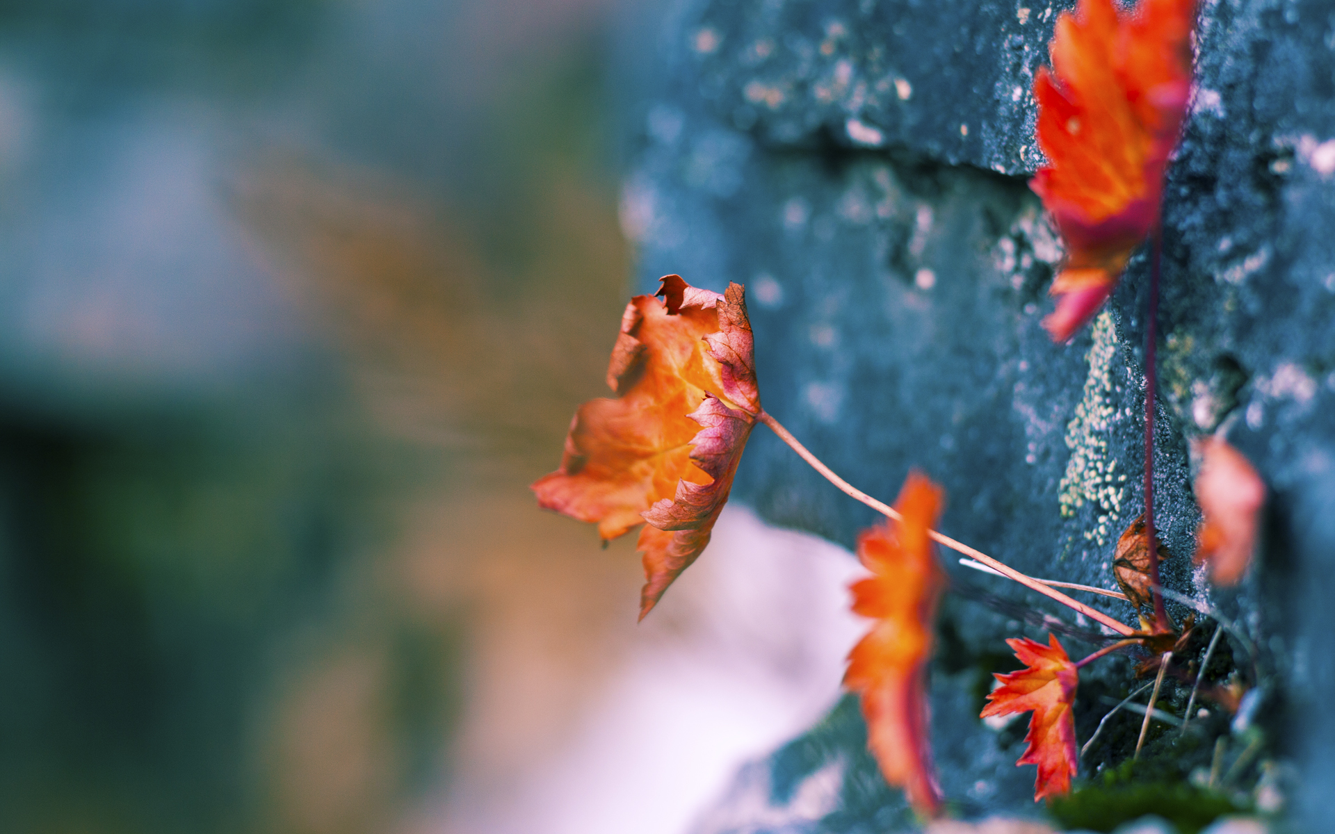 托尼·克鲁斯,塞内加尔与澳大利亚之战中,那个改写剧本的局外人